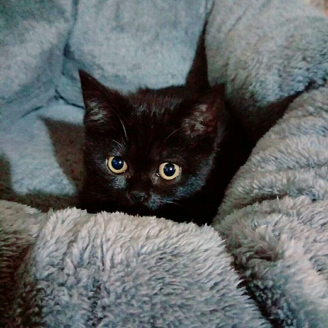 啥是黑猫 v2-de5f0ab5e24ed86e75fb647c86305e4b_r.jpg