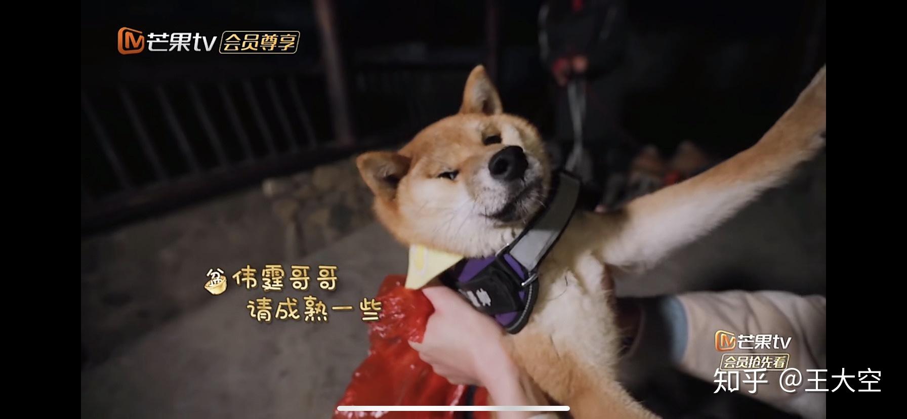 如何评价向往的生活第三季第三期