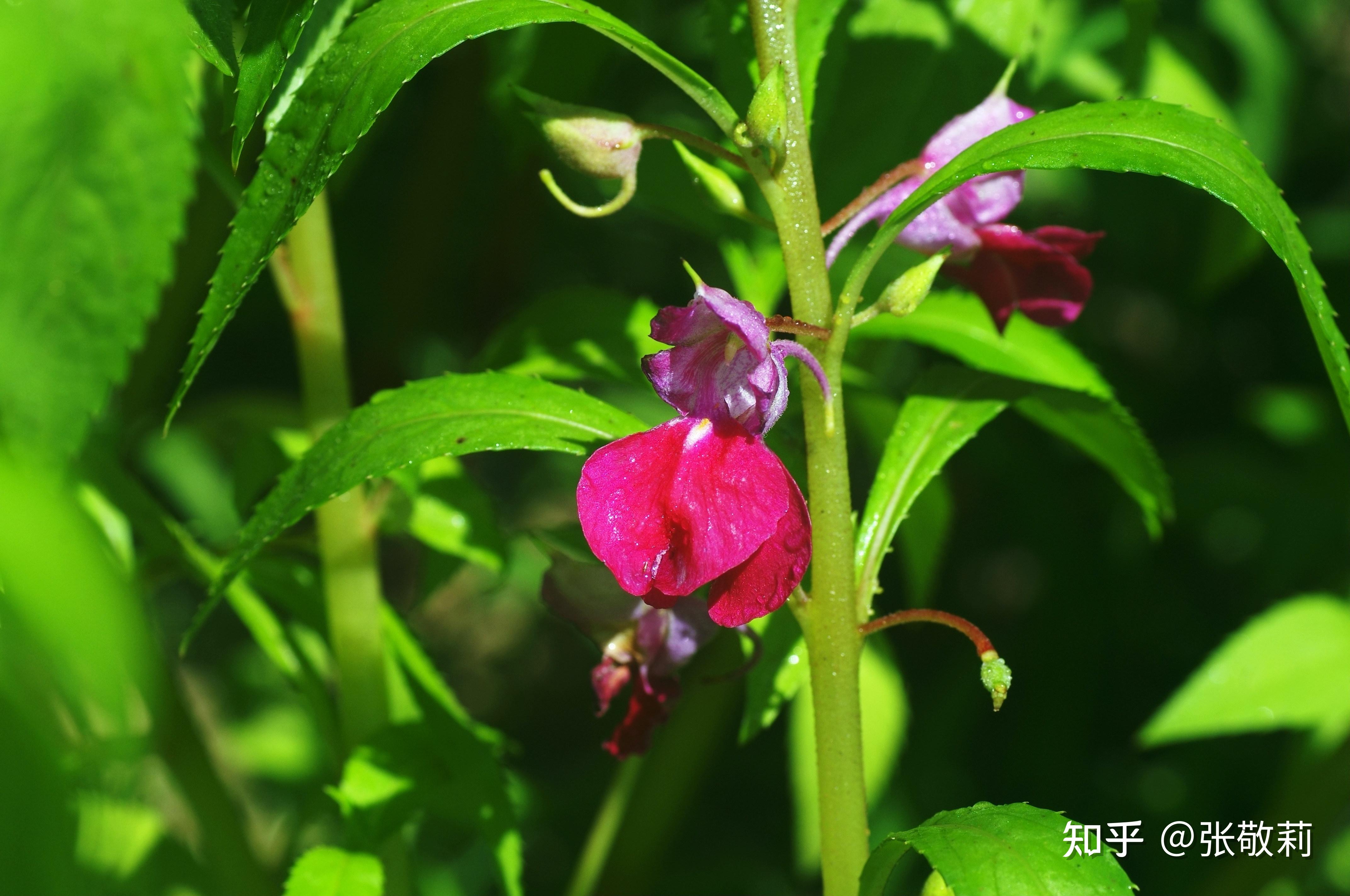 北方常见两侧对称离瓣花分科检索表(插图版) - 知乎