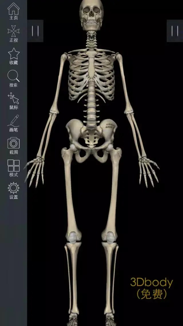 3dbody解剖 三维图片