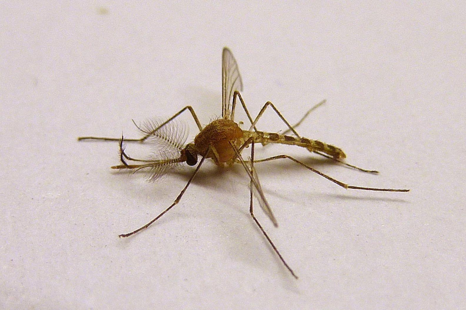 只切掉蚊子的全部腿而不破坏蚊子其他身体部分蚊子还能飞起来么