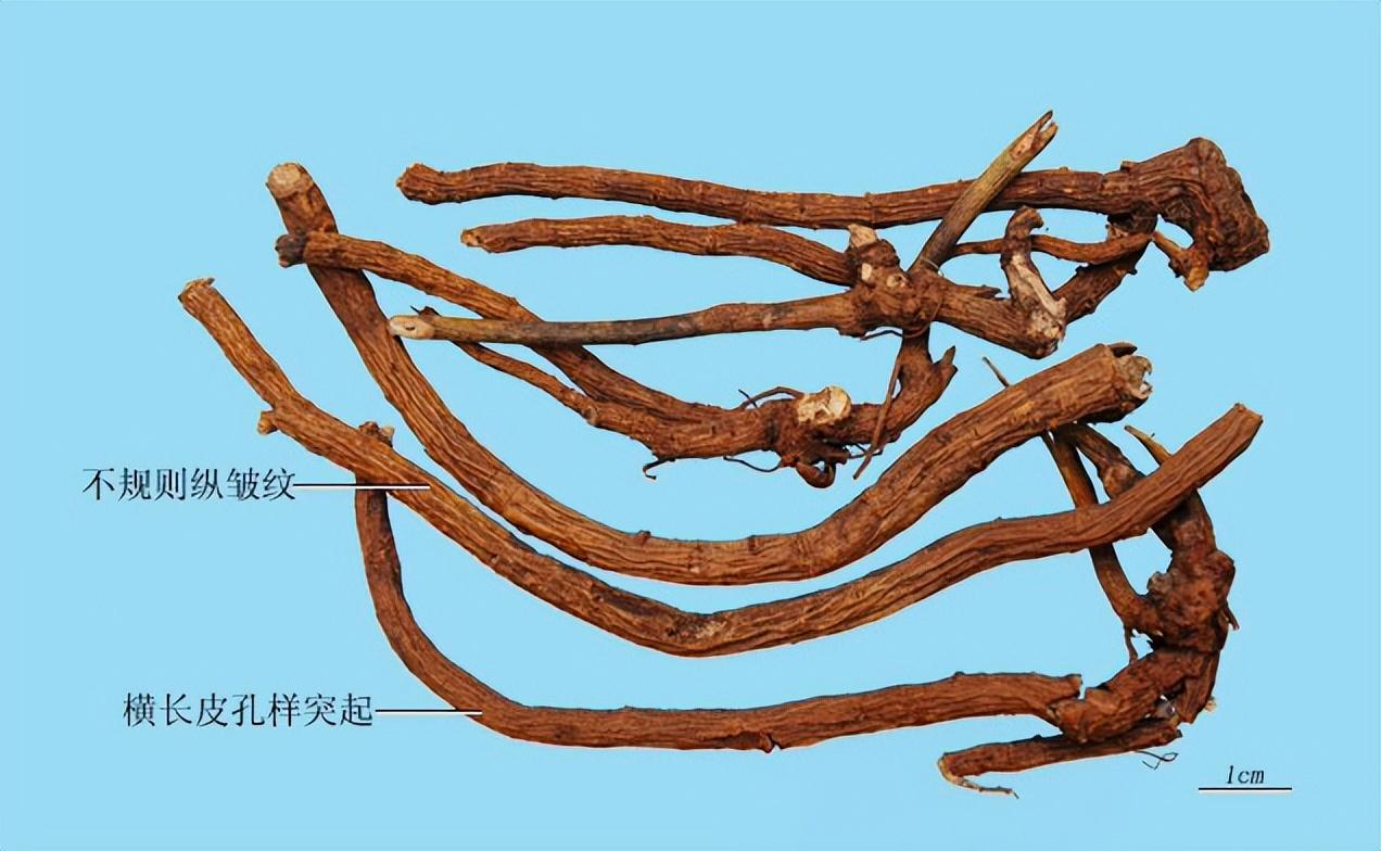 【元亨祥本草纲目】—— 中国药典中药材 山豆根