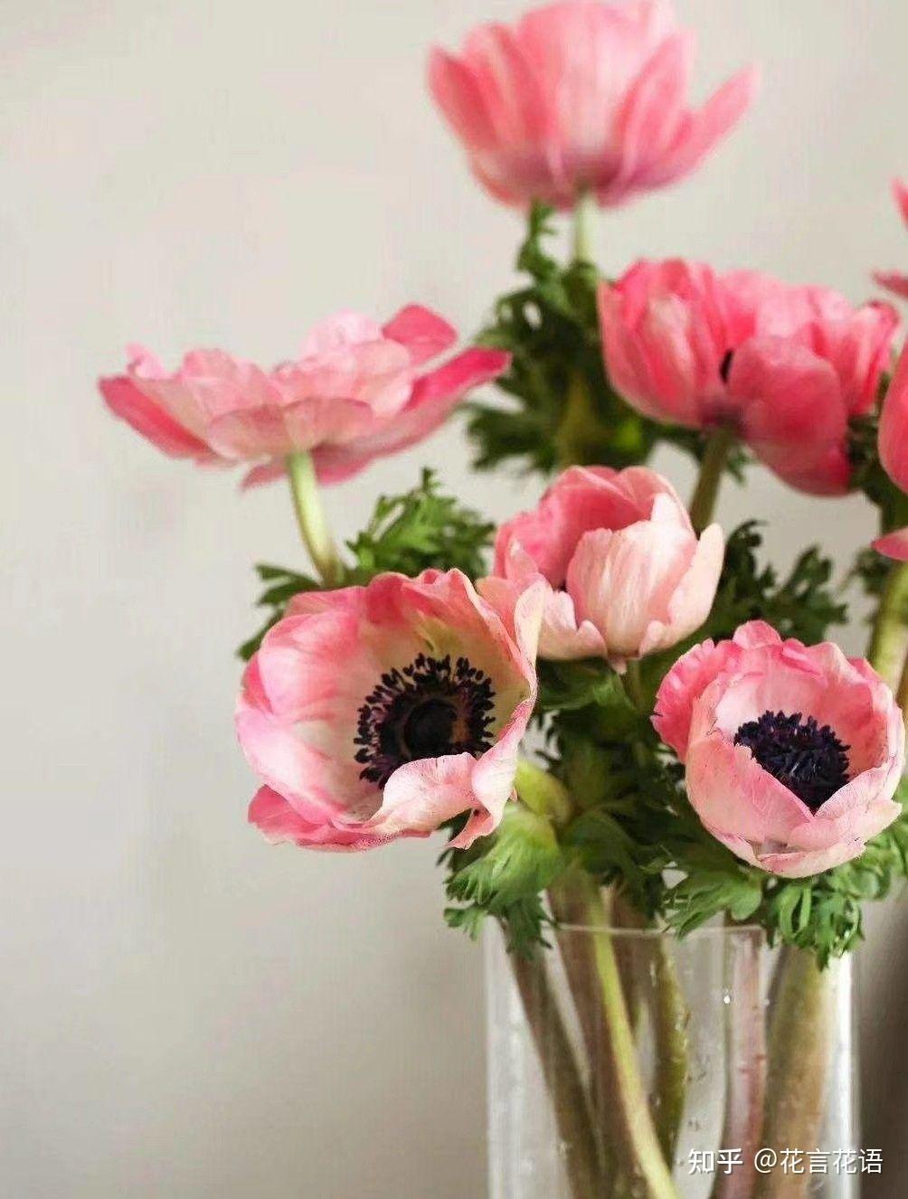 鲜切花银莲花养护方法指南