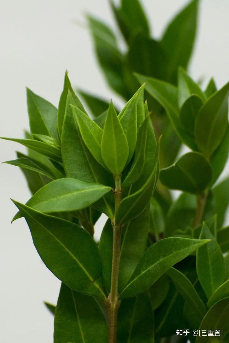 妙用绿香桃木纯露 - 知乎