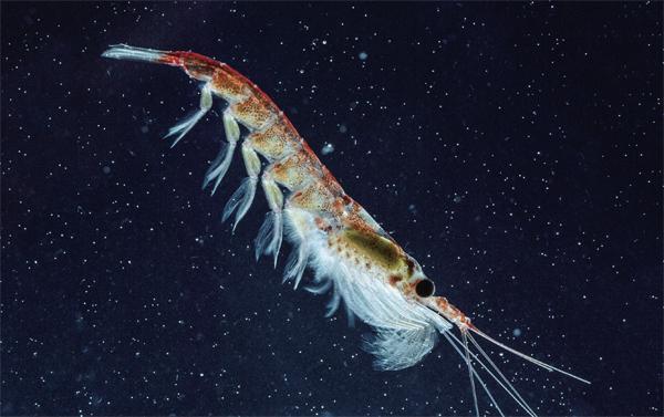磷虾是南极海域食物链中最重要的角色