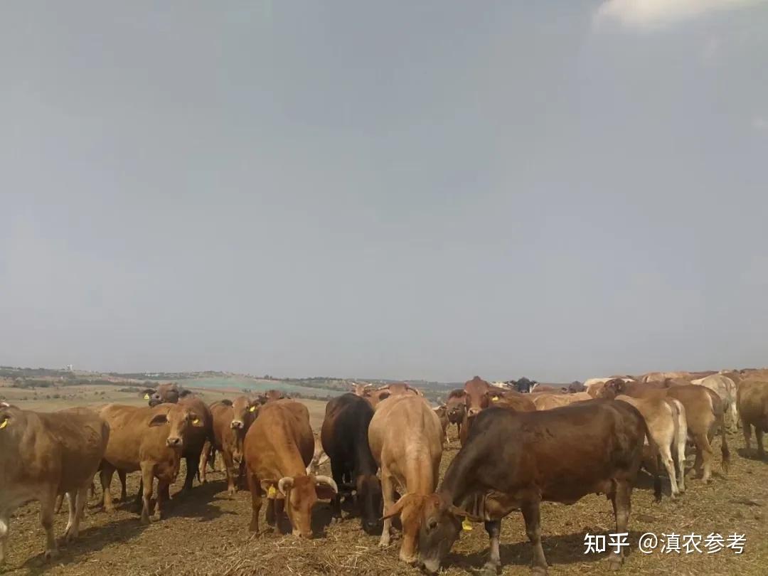 牛肉价格"跌跌不休" 全国肉牛存栏"一哥"云南能否顶得住?