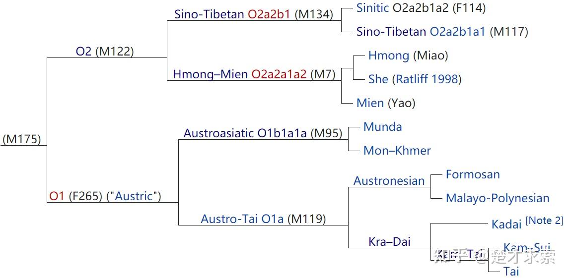 单倍群o-m175系统树最后加几张o系的分布图