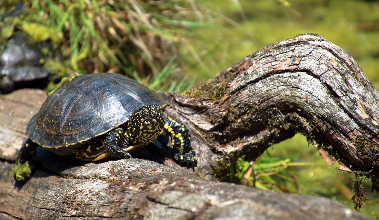 2. 适合水龟的食物