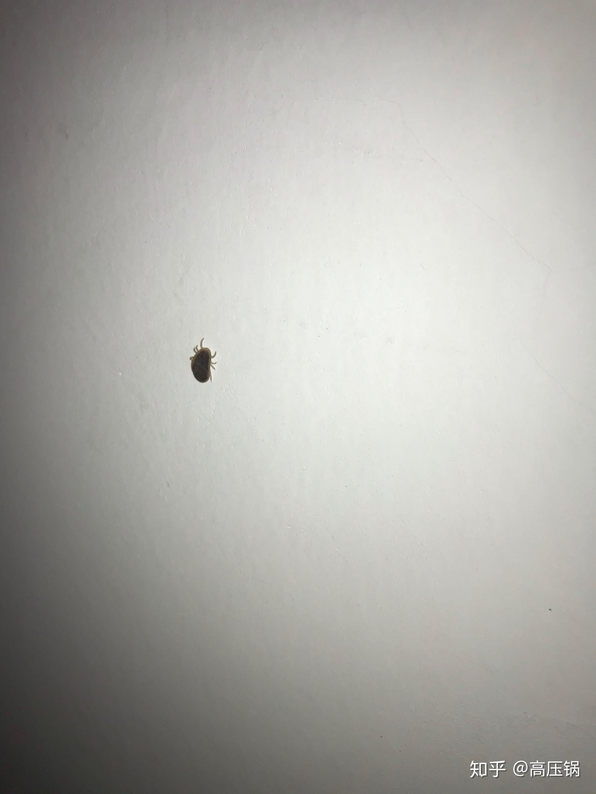 床上灰色的扁扁的虫子图片
