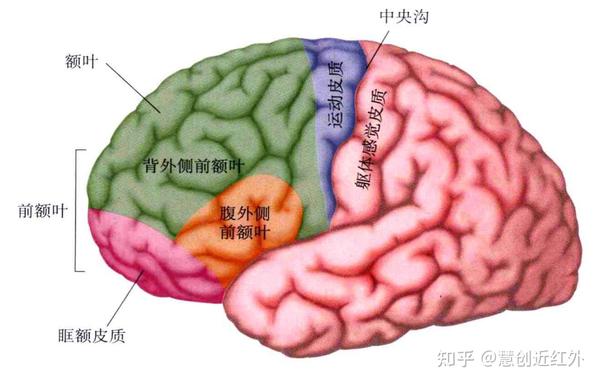 慧创科普 | 大脑布鲁德曼分区 - 知乎