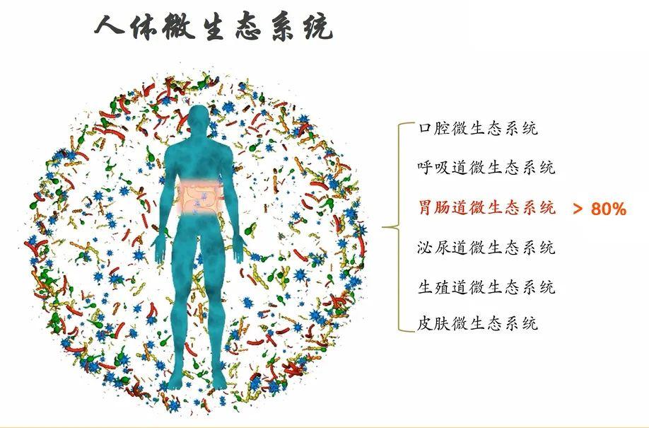 其中80%以上分布在我们的肠道内,这些微生物构成的集体就叫肠道菌群