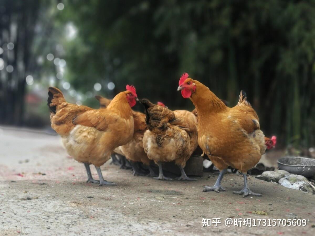 鸡雏湿度图片