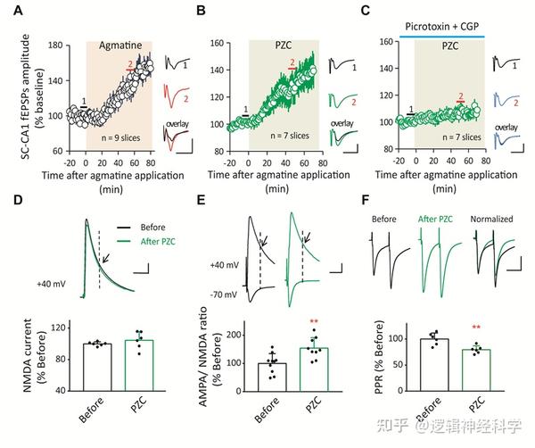 Neuropharmacology︱首都医科大学蔡翔团队发现调控海马脑区AGMAT基因表达能够促进兴奋性突触传递，有效缓解因不良应激引起的抑郁 ...