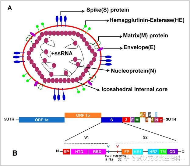 Abinscience病毒科普解码计划 第1期 Rna病毒和dna病毒有何不同？看基因组决定病毒命运 知乎 