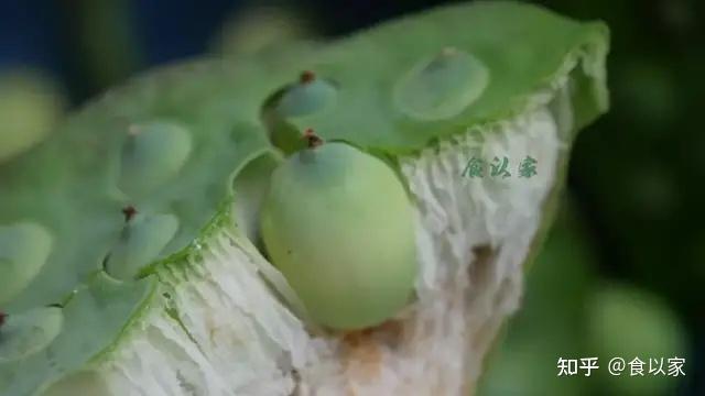 野生莲子的功效与作用 - 九州养生