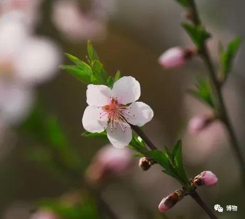 又到春天了别再指着桃花喊杏花 知乎
