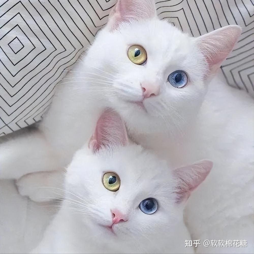 养“公猫”和养“母猫”,差别到底在哪?简直太现实了! - 知乎