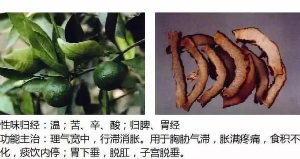 500余种中草药图  第222张