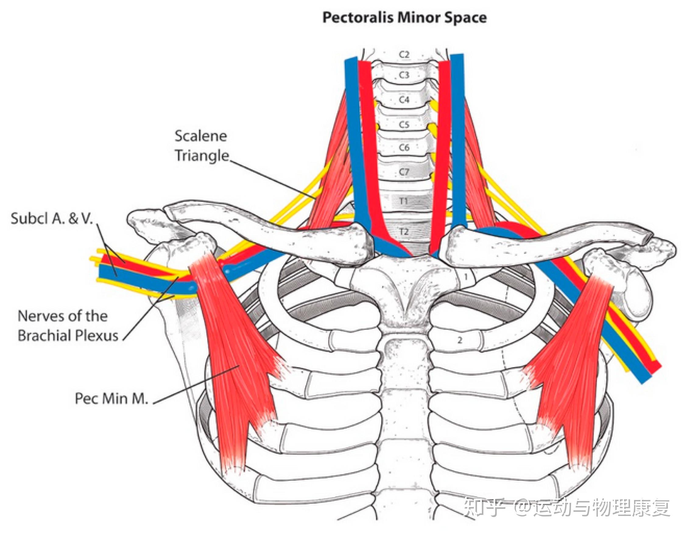 富贵包能消除吗? - 知乎