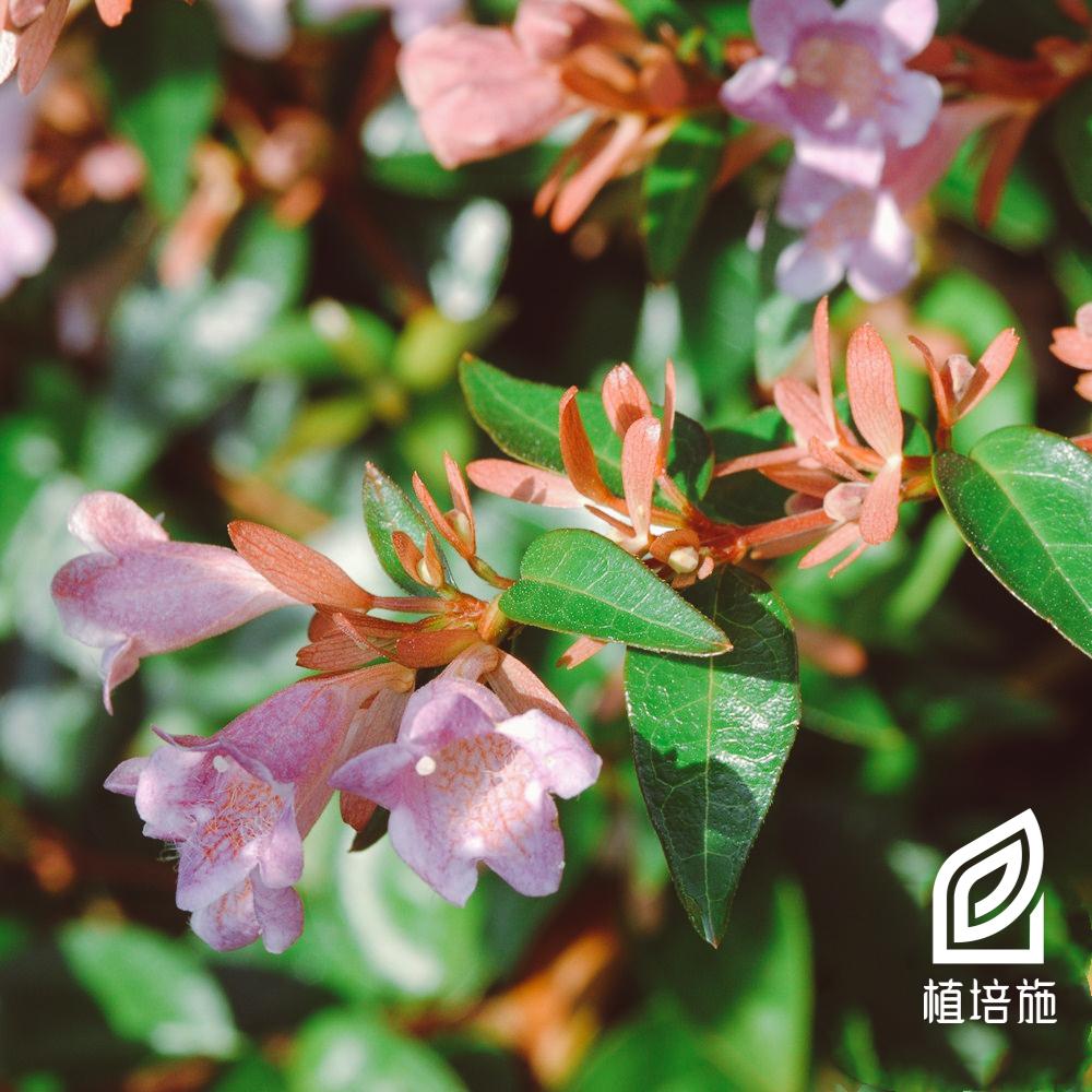 植培施 大花六道木 花开嫣然 让你拥抱满庭婆娑 知乎