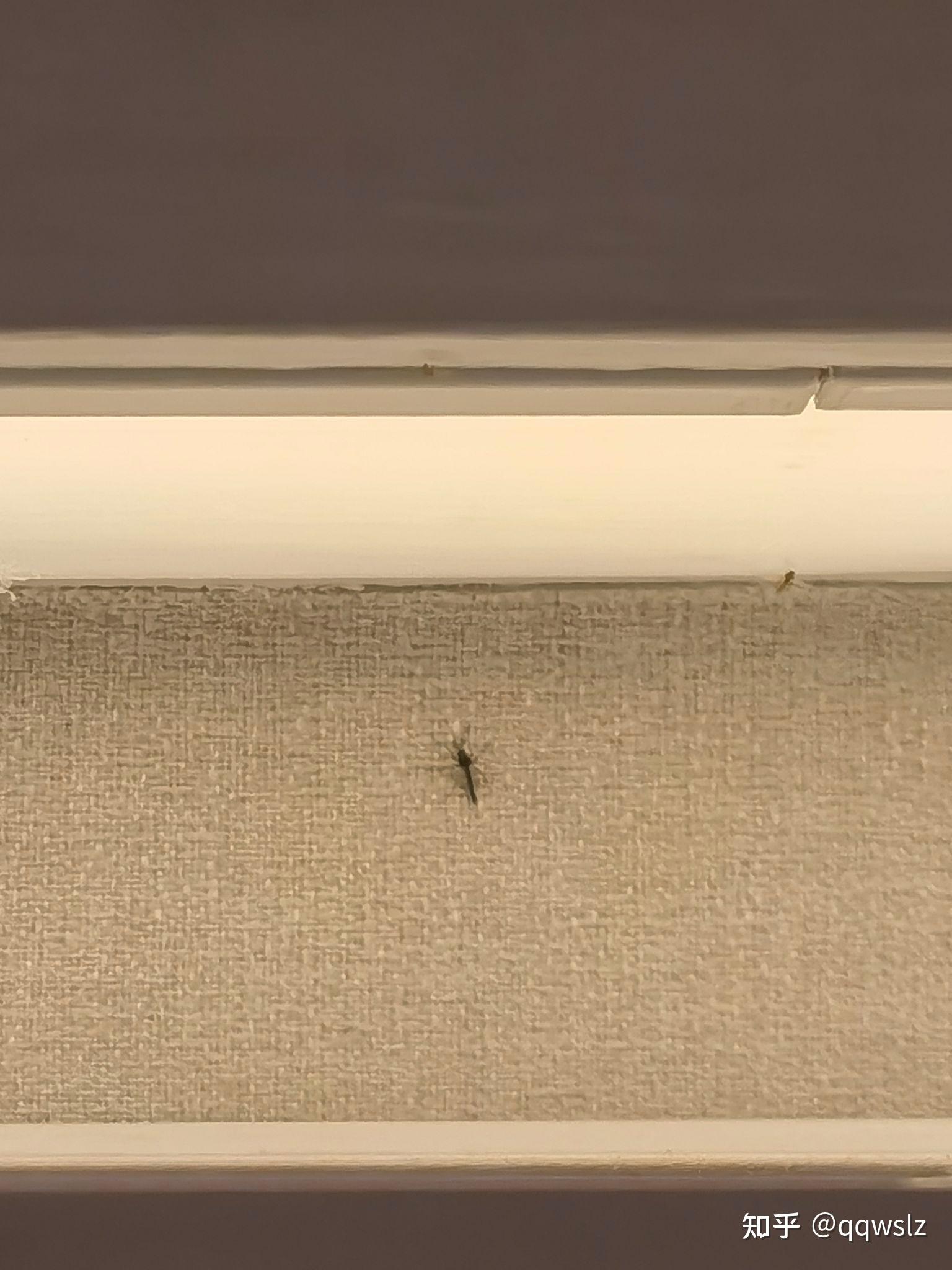 家里突然多了很多小飞虫求助大神看看是啥虫子怎么来的