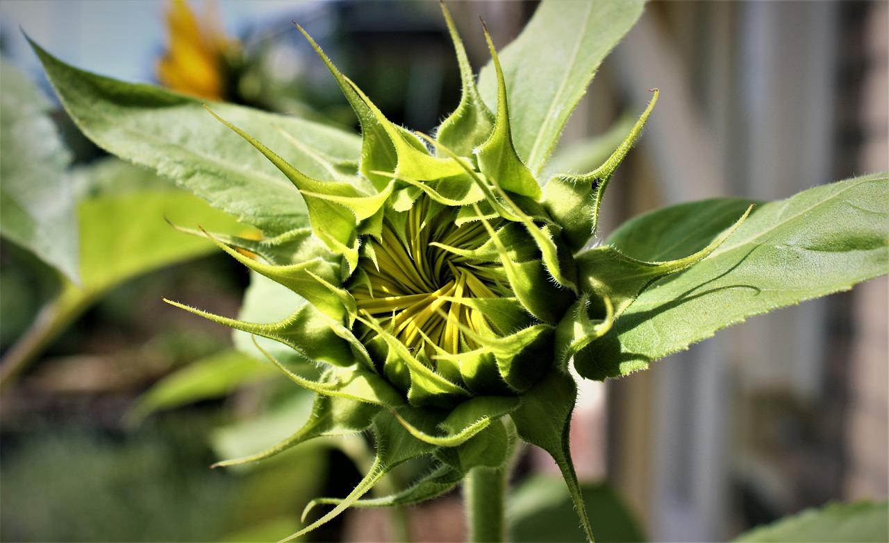 康乃馨侧芽如何生根