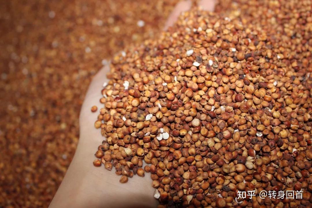 从一粒糯高粱到一杯酱香酒的历程