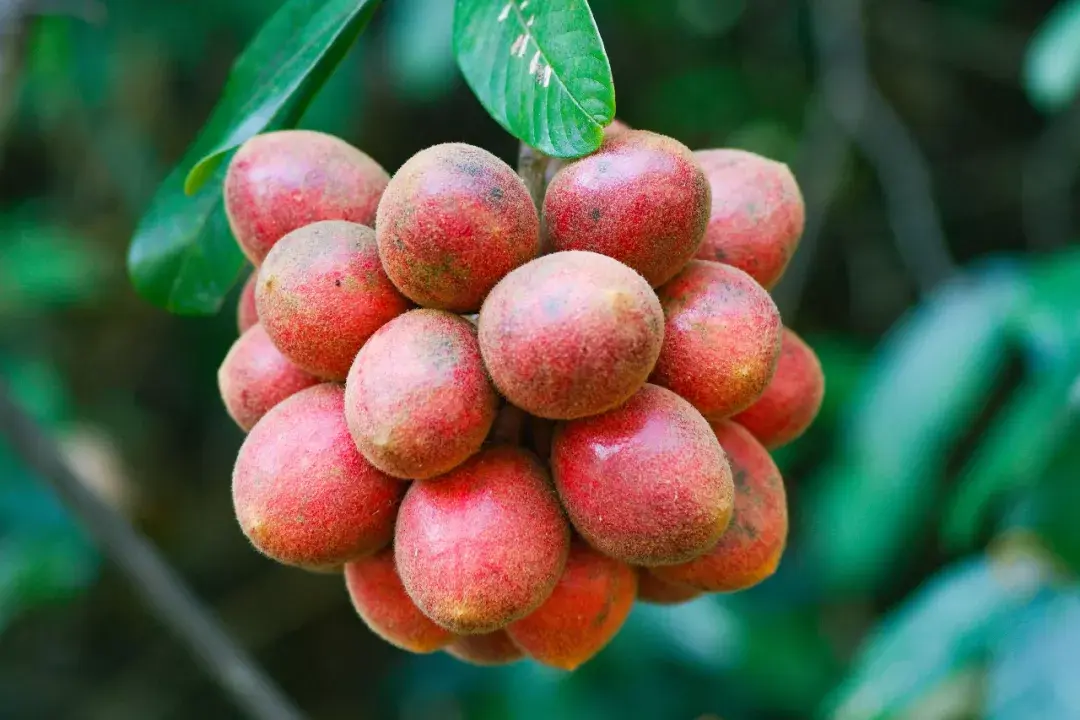 中国最爱吃水果的人一年花掉50万