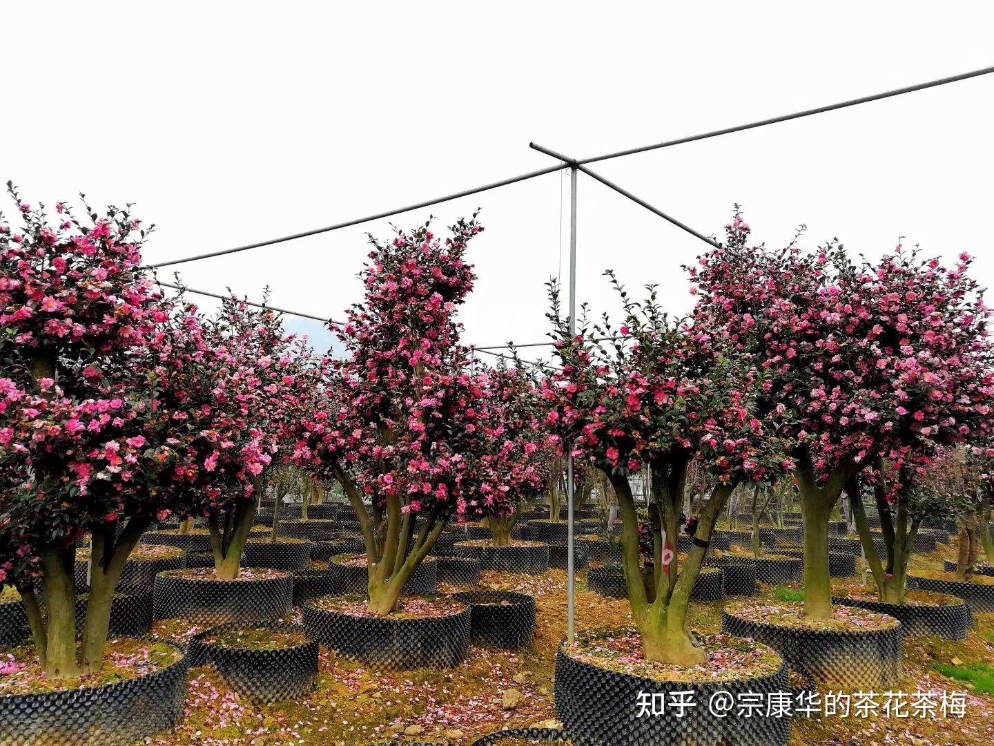 油茶树改良嫁接茶花茶梅,致富新出路!