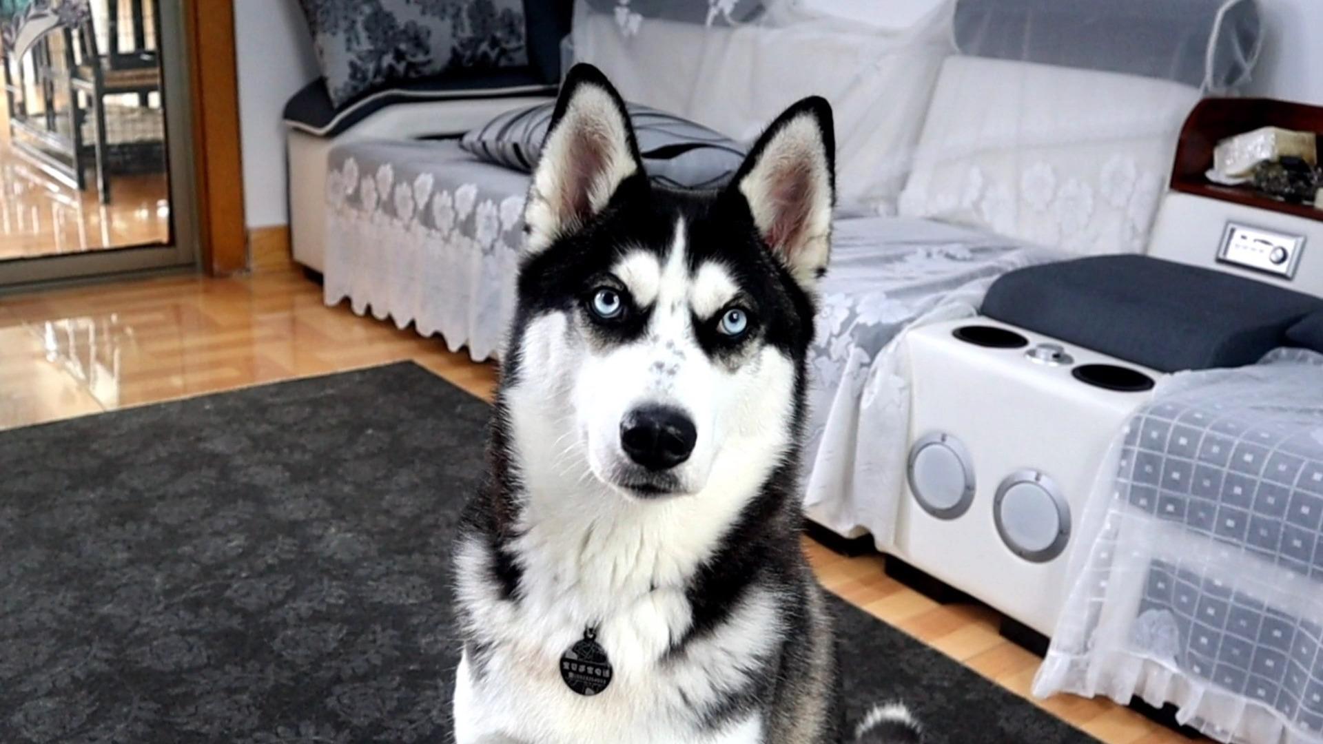 二哈不听话怎么办直接捏住它狗嘴