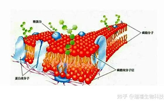 具有细胞膜通透性的铕配合物单线态氧荧光探针/细胞膜次氯酸根荧光探针的研究 - 知乎