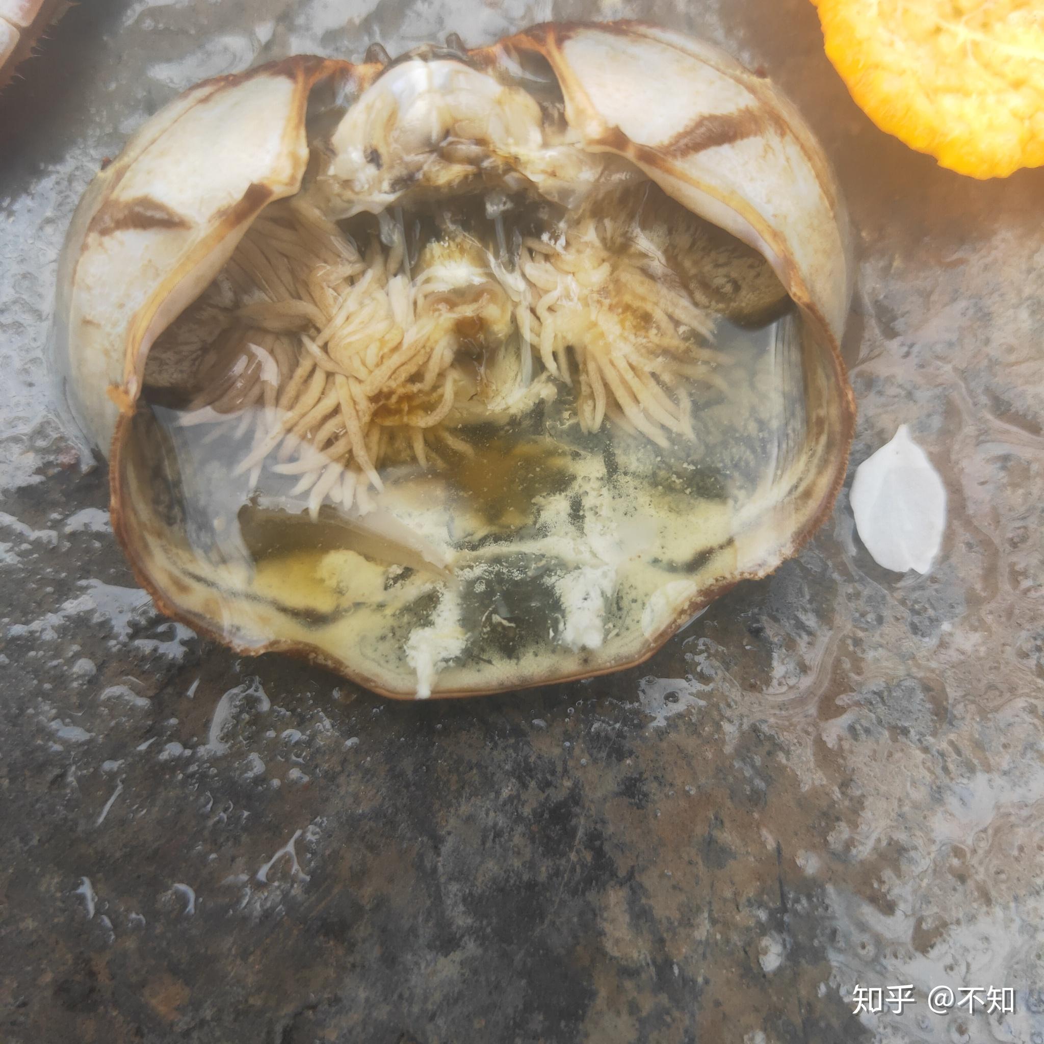 请问螃蟹里面这个白色线状的是什么? - 知乎