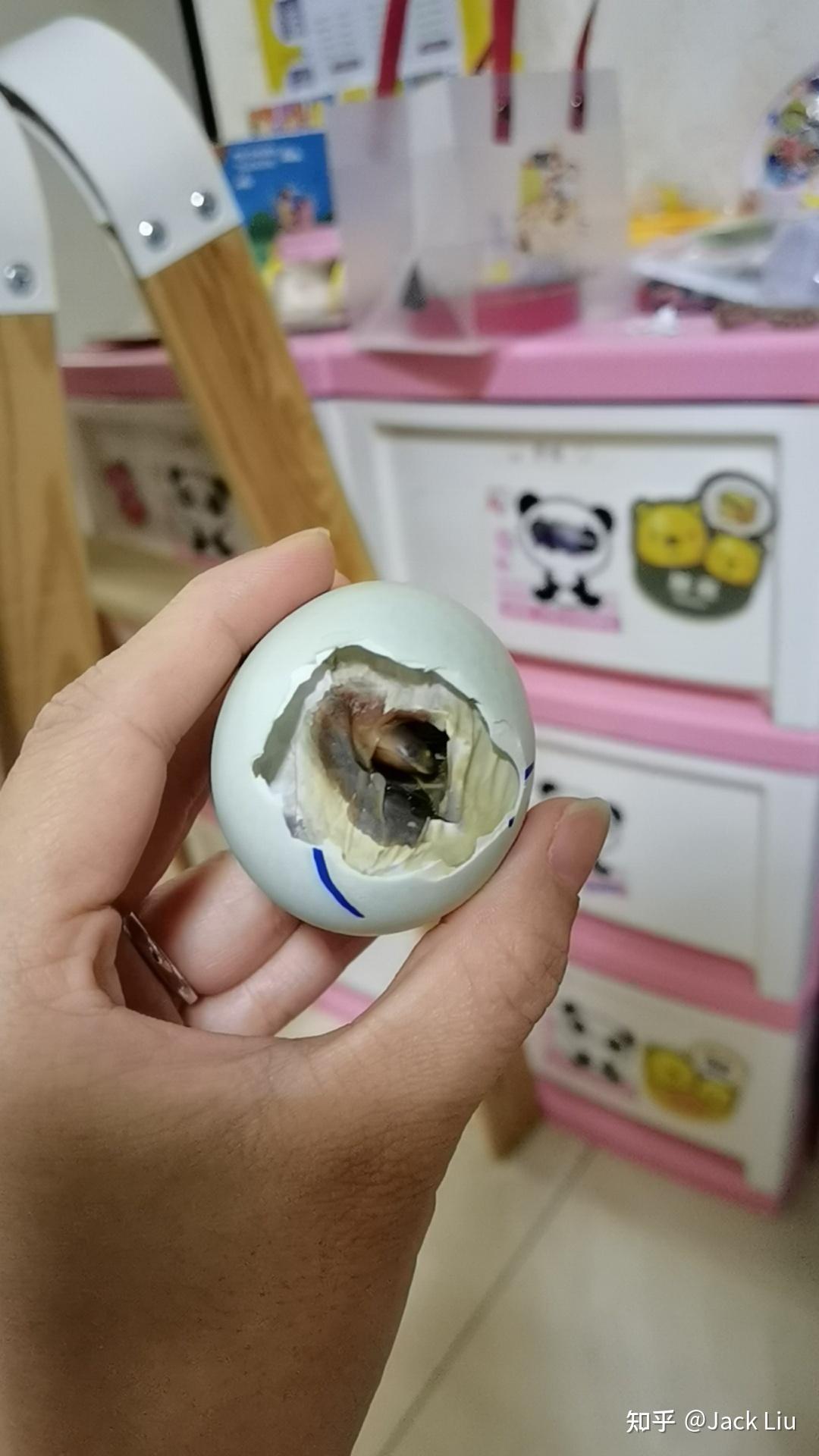 柯尔鸭孵化经验使用普通鸭蛋实验