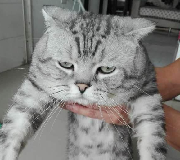 折耳猫虽可爱但这5个缺点让很多人都不敢养