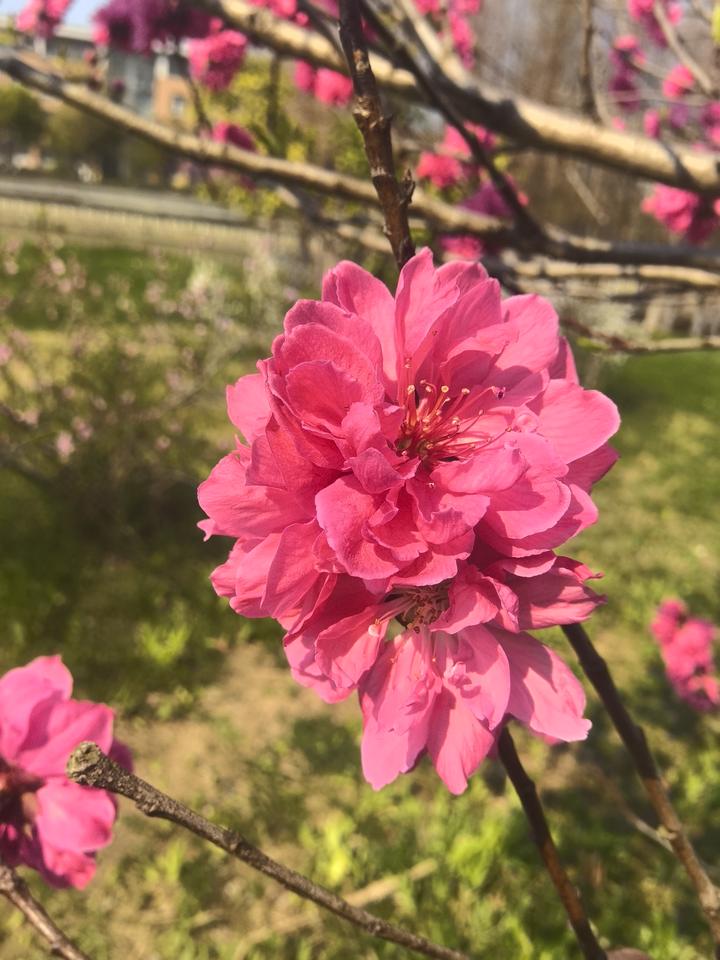 不是尊前爱惜身 佯放难免假成真 曾因酒醉鞭名马 生怕情多累美人------外来植物照手红桃&红帚桃@镇江江苏大学 - 知乎