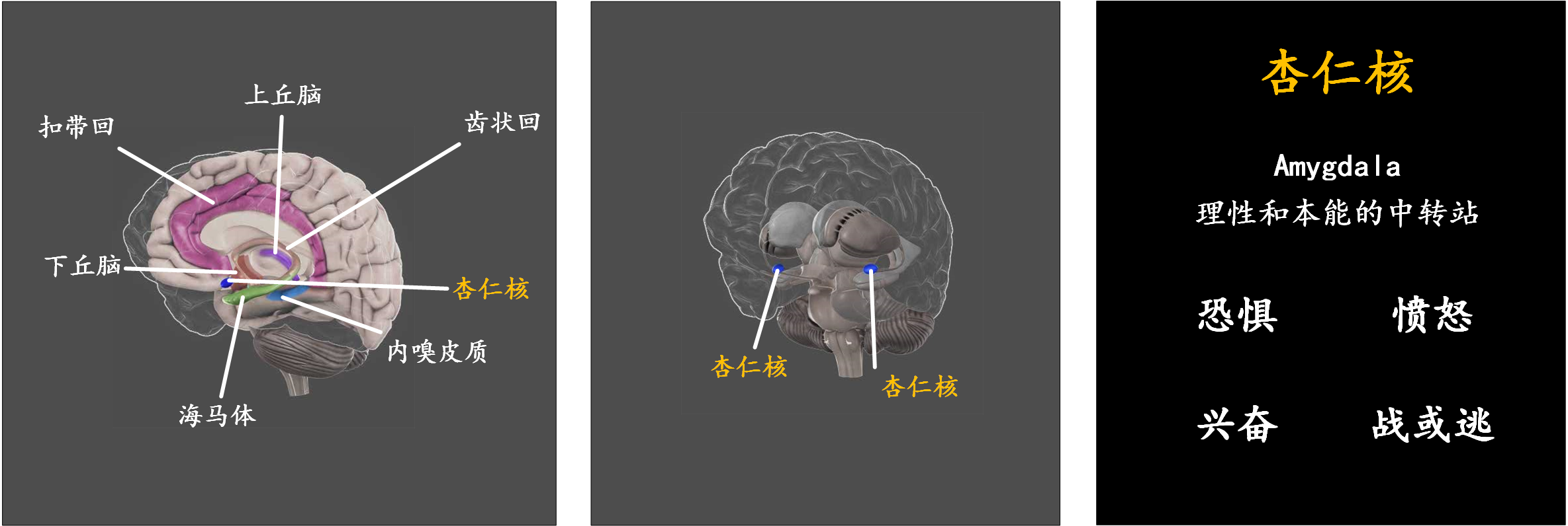 脑科学：现代人的一门重要必修课 - 知乎