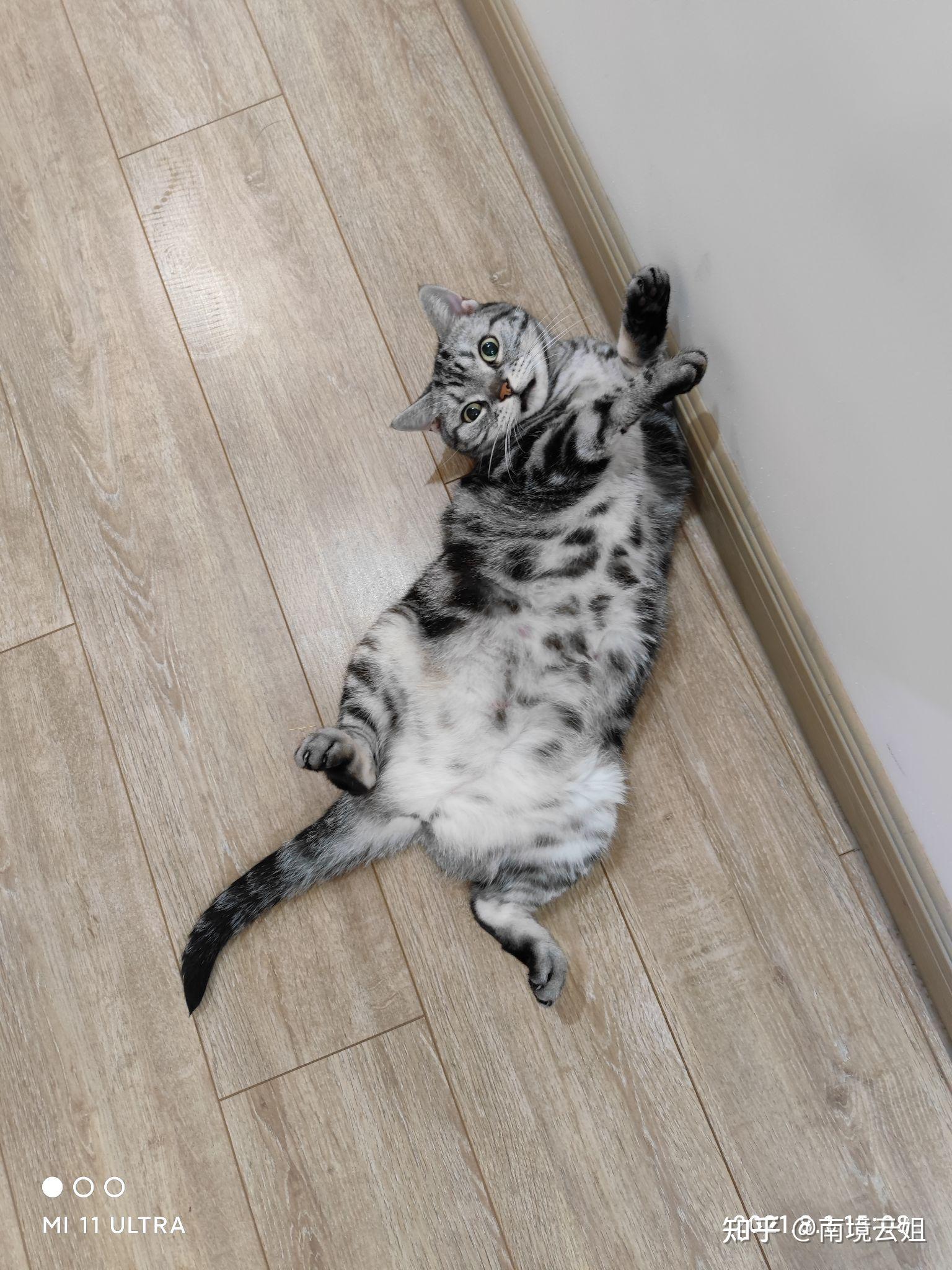 如何看待小米的cyberdog跟波士顿bigdog两者的外形确实很像