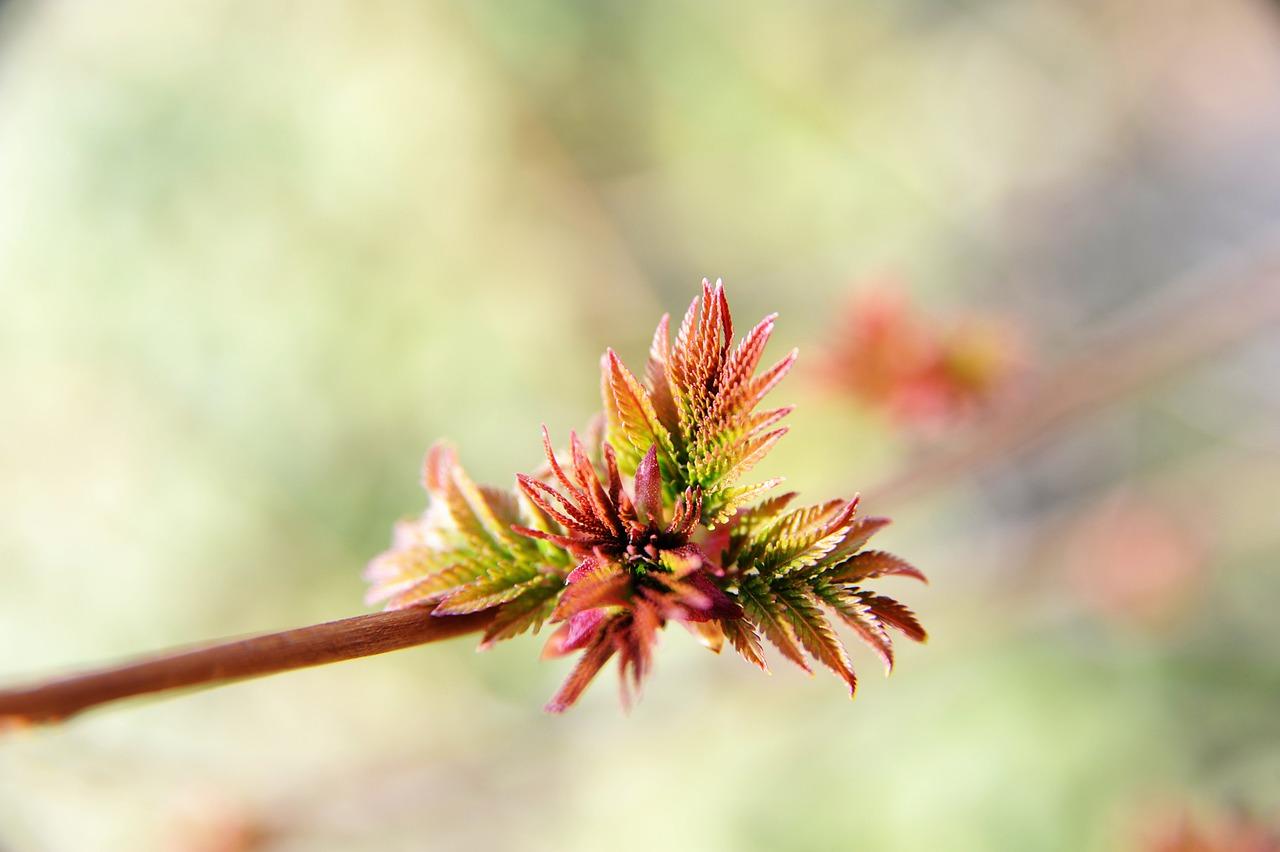 2. 越冬温度临界点
