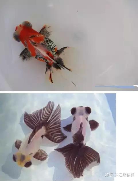 金鱼品种大全,围观看你喜欢哪一款?