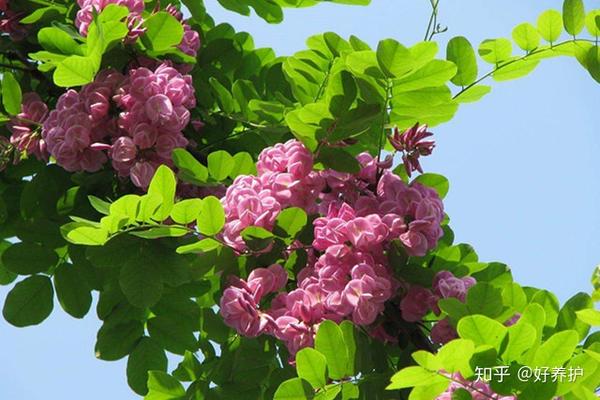 庭院十大香花树 你喜欢哪一种 知乎