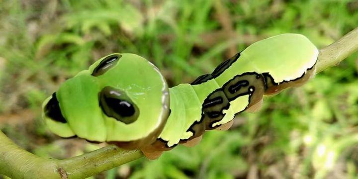 请问这是黑凤蝶还是美凤蝶?