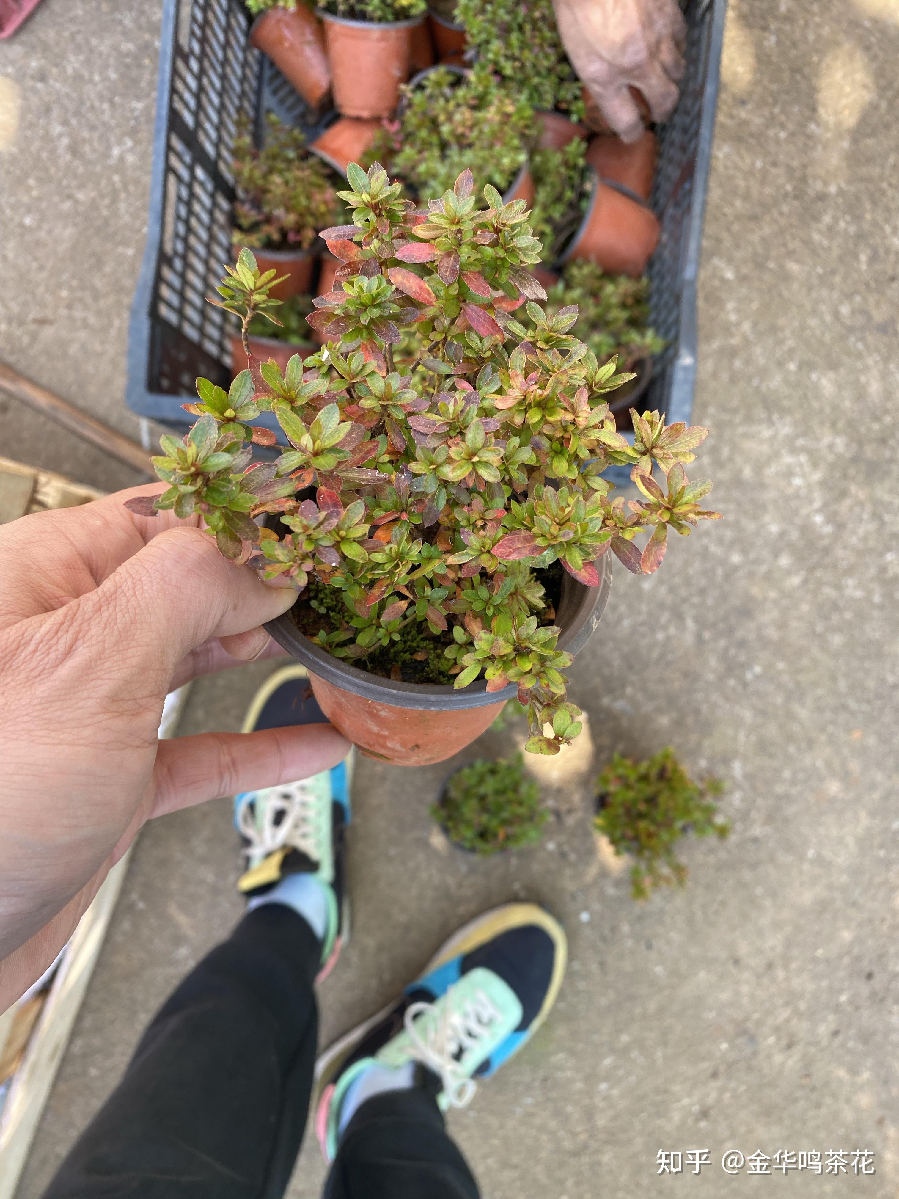 早乙女小叶杜鹃 - 知乎