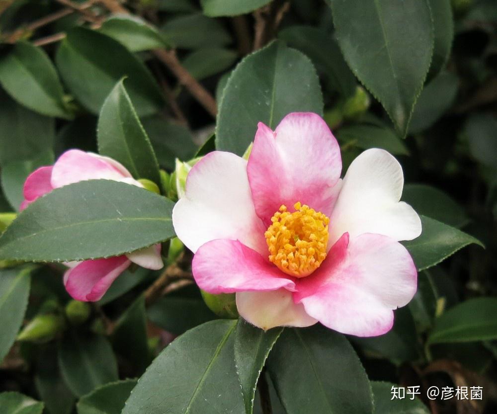 日本茶花100选-006夢