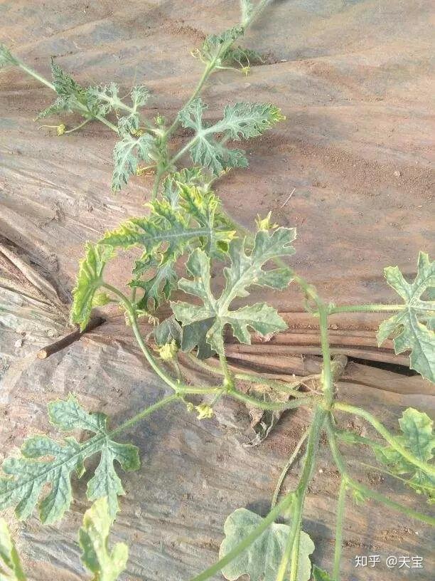 西甜瓜龙头皱缩是病毒病吗?