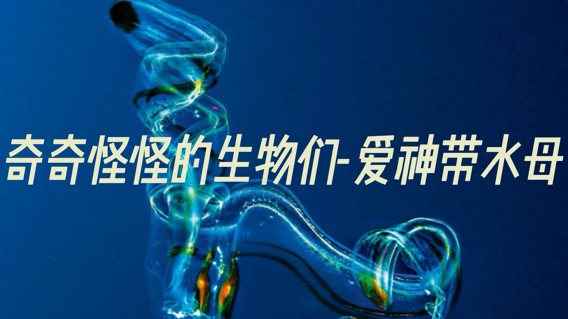 奇奇怪怪的生物们爱神带水母