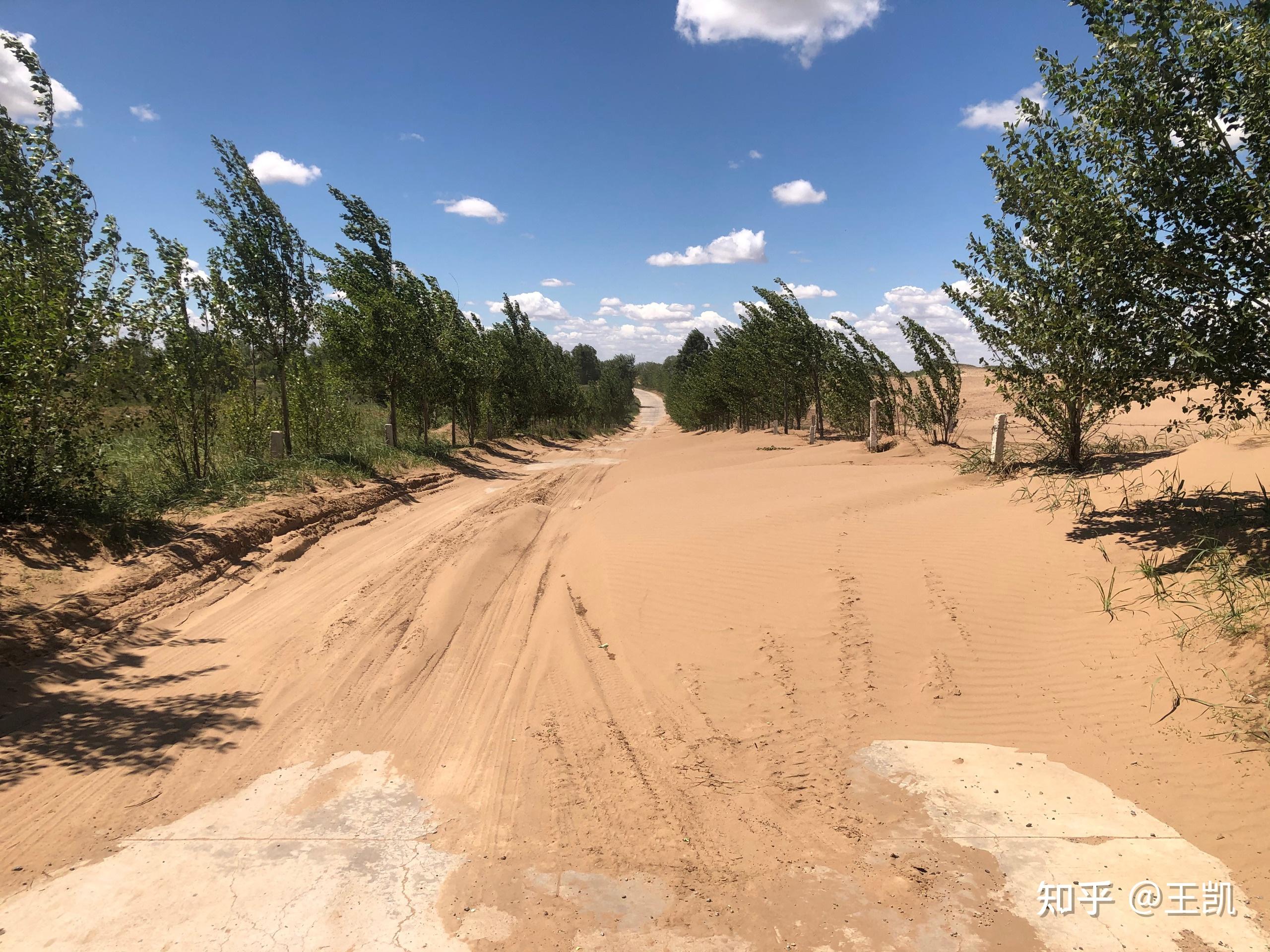 如何看待敦煌阳关林场万亩防护林遭剃光头式砍伐,以葡萄园来作为替代