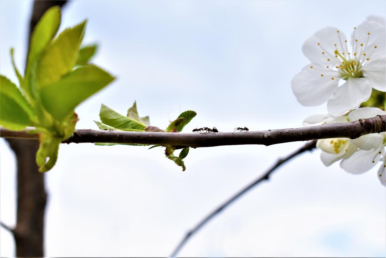 蚂蚁世界的秘密生活