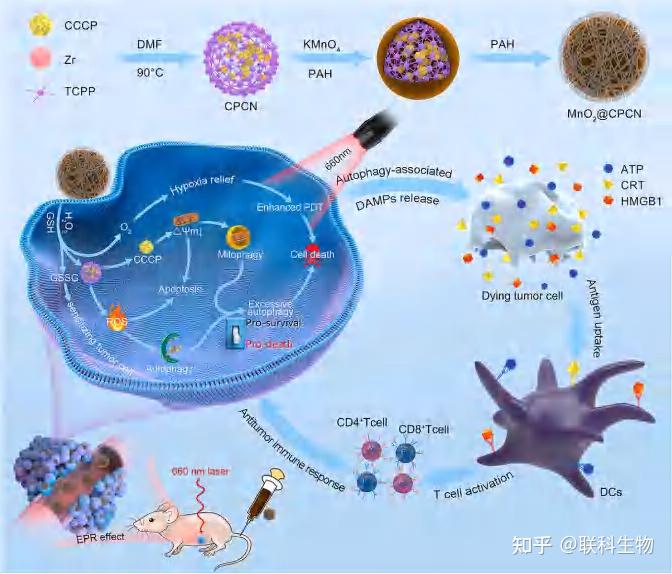 工程线粒体解偶联剂协同光动力纳米平台利用免疫刺激促进死亡自噬 线粒体自噬（if 15 304） 知乎