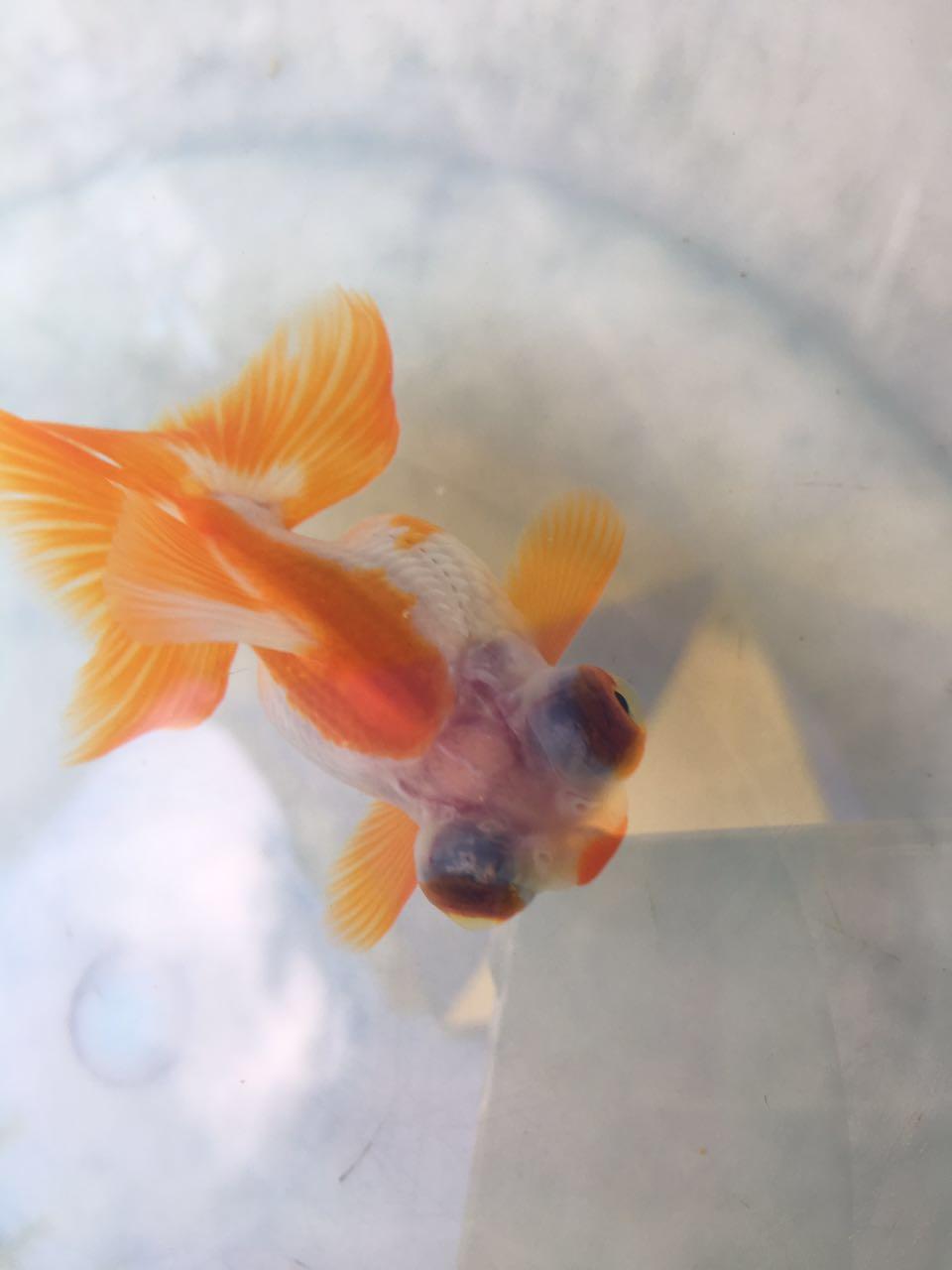 家里用普通小鱼缸养金鱼应该注意什么?