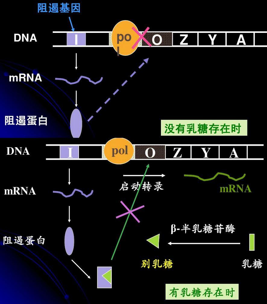 新型冠状病毒92 阻遏蛋白 Dna损伤修复 切除修复 重组修复 知乎